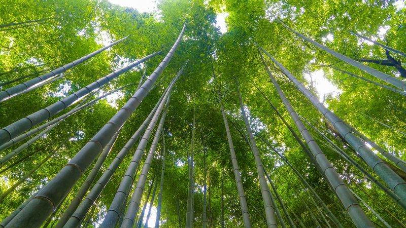 Japan's Bamboo Forest in Arashiyama