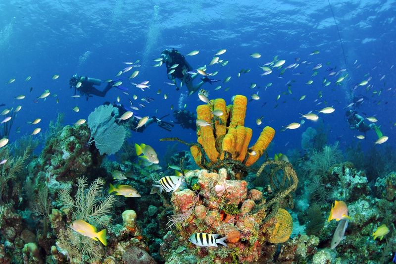 Bonaire: Diver's Paradise with Flamingo Flair