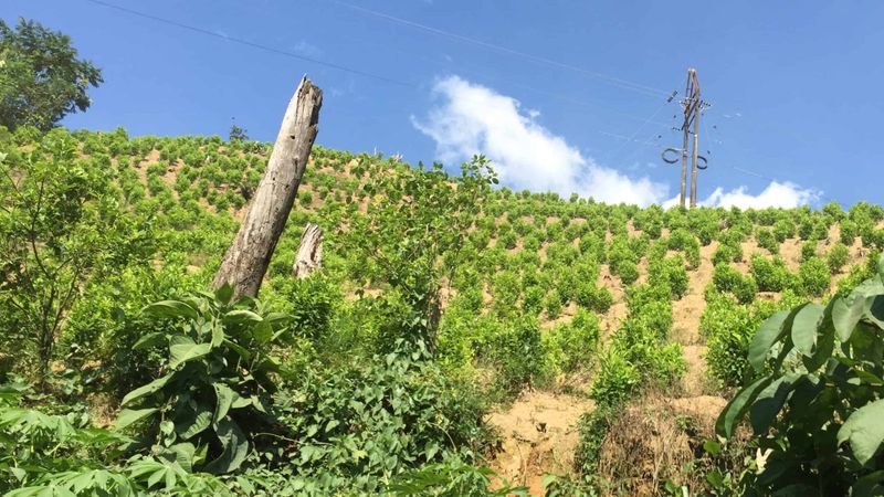 Cauca Department: Mountainous Terrain With Ongoing Conflict
