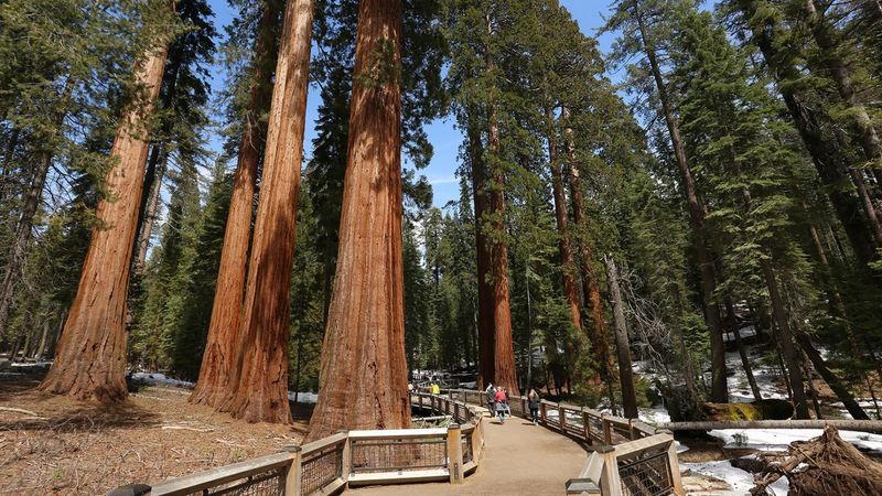 Sequoia's Giant-Sized Fee Structure
