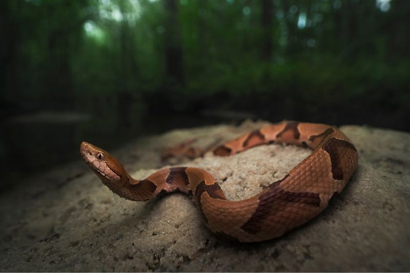North Carolina Woodlands