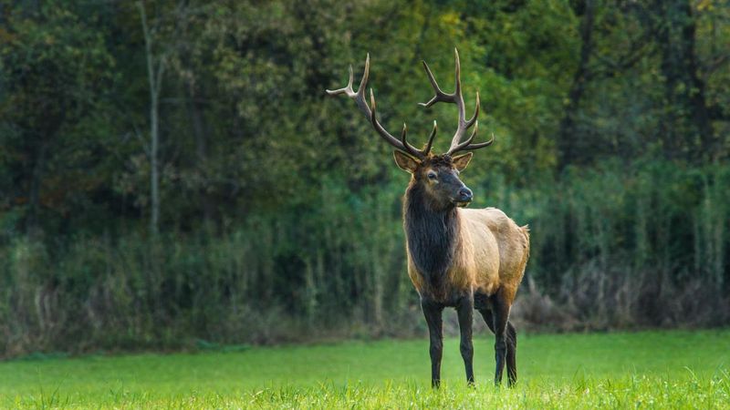 Arkansas, Buffalo National River