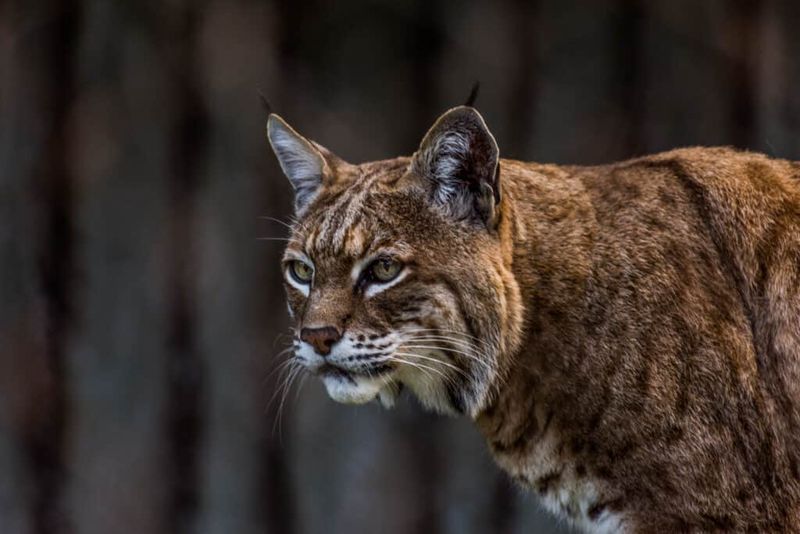 Arkansas – Ouachita National Forest