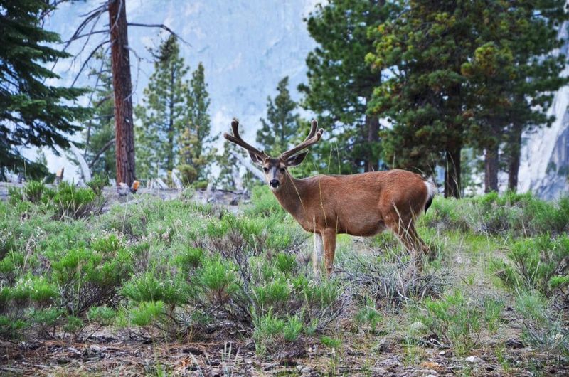 California, Yosemite National Park