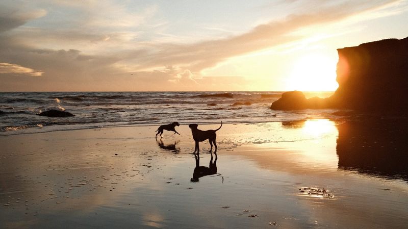 Carmel, CA – Dog-friendly beaches