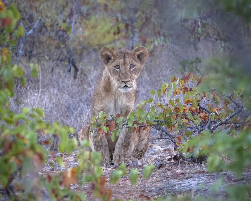 Join a Wildlife Conservation Project in Africa
