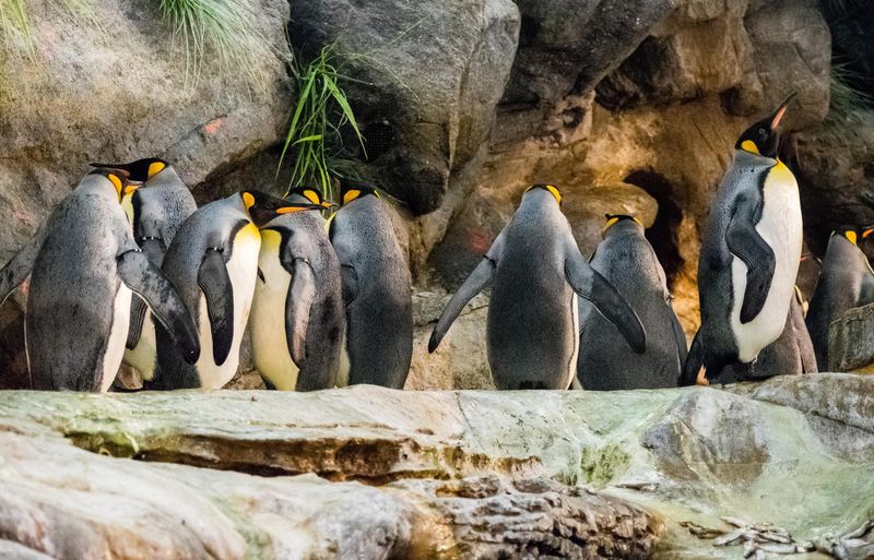 Saint Louis Zoo – St. Louis, Missouri