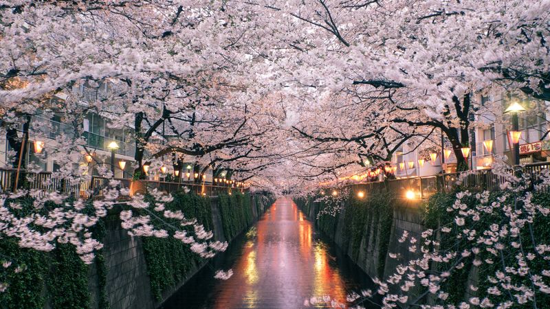 Japan's Cherry Blossom Season