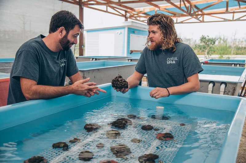 Coral Vita Coral Farm