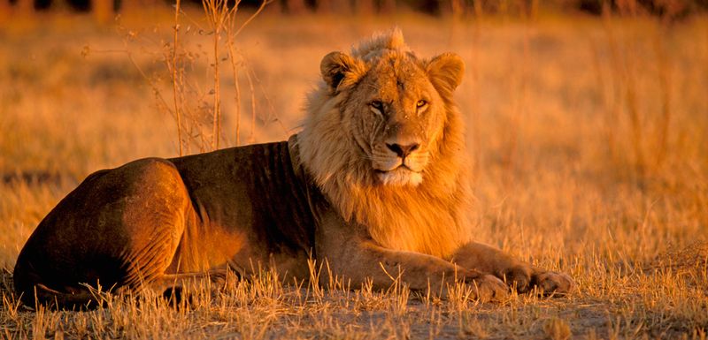 Safari Time in Botswana