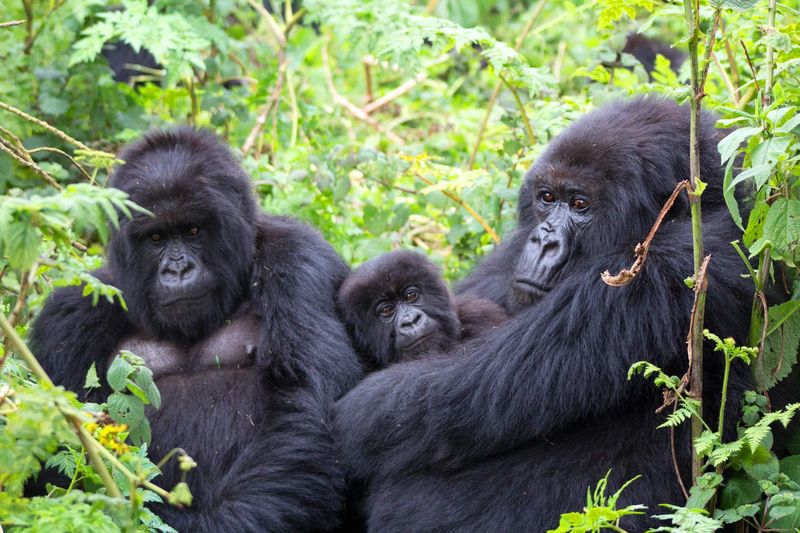 Trekking with Mountain Gorillas in Rwanda