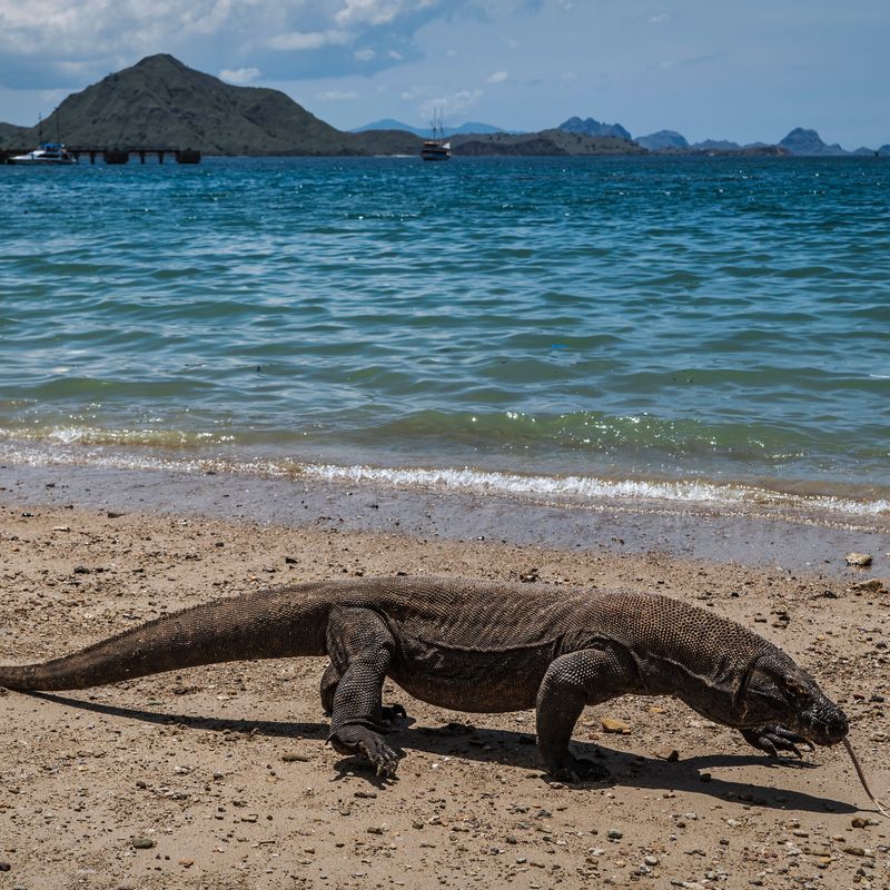 Komodo Island Restrictions