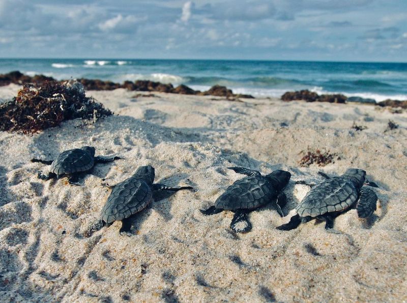 Beaches Where Sea Turtles Outnumber People