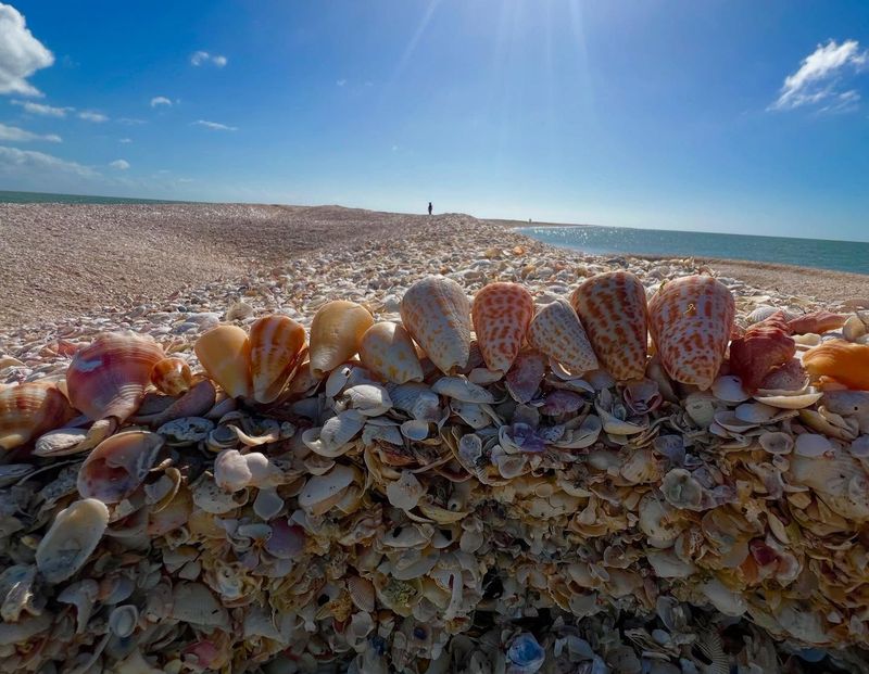 A Beach Made Entirely of Shells