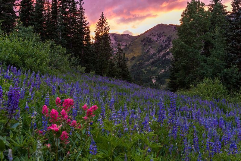 Albion Basin at Alta