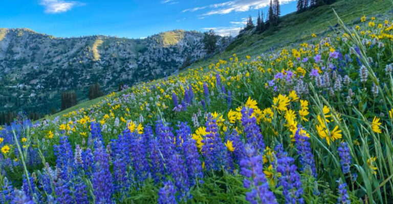 Best Places To Spot Wildflowers In Utah