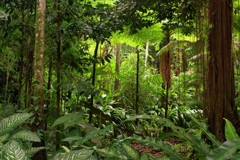 Daintree Rainforest, Australia
