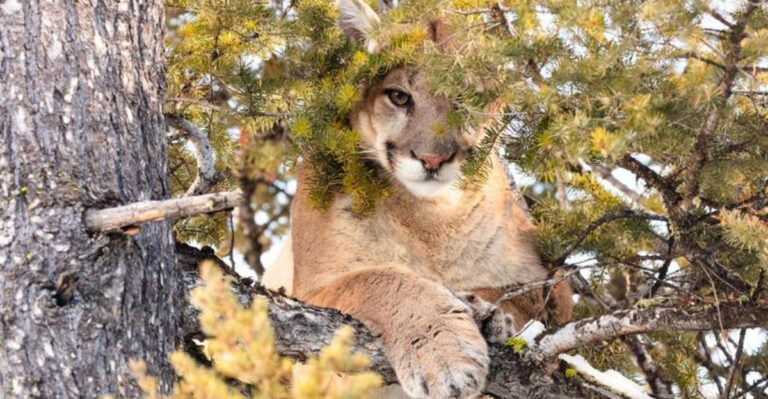 Big-Cat Safari Adventures Waiting In Every U.S. State