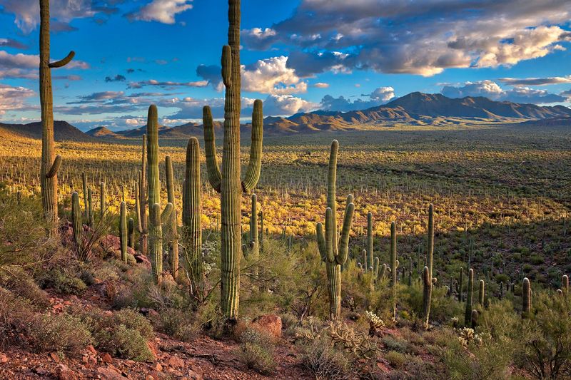Saguaro National Park – Arizona