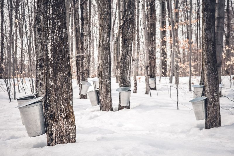 Maple Syrup Tapping in New England