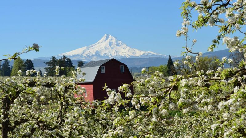 Hood River Blossoms