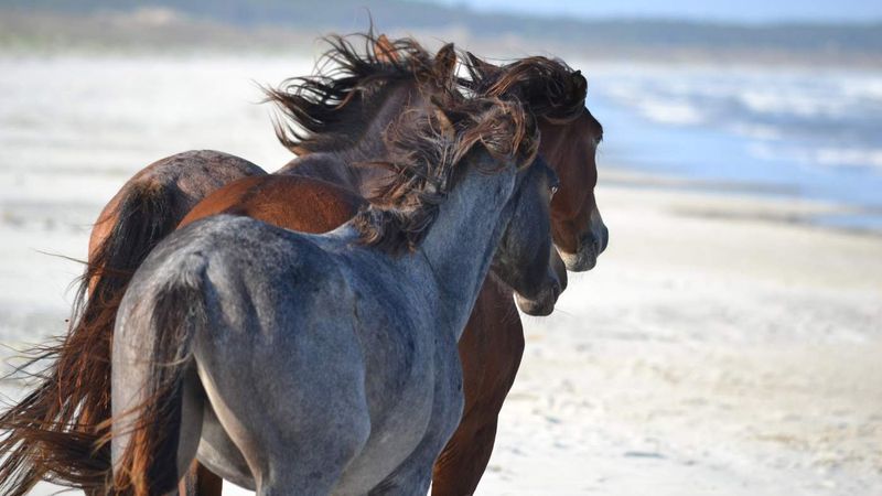 Cumberland Island, Georgia
