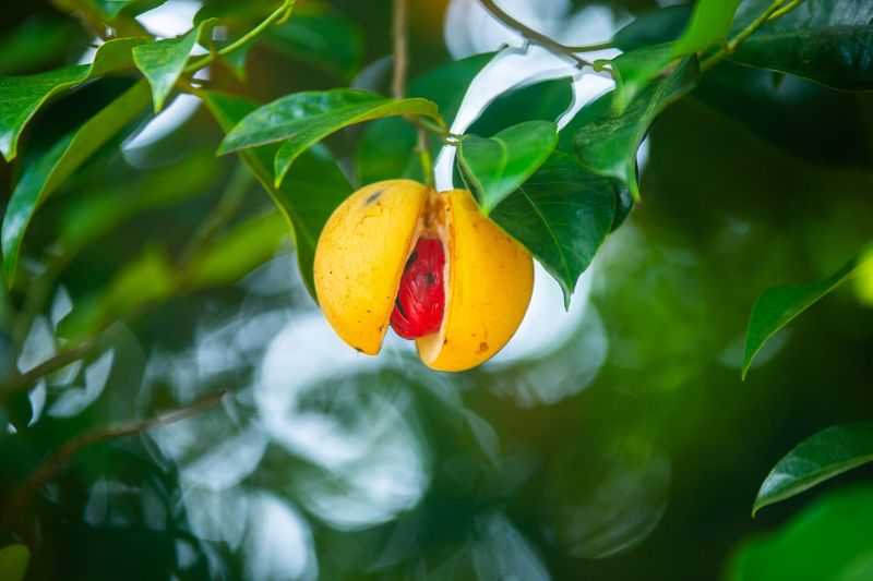 Grenada’s Spice Trails