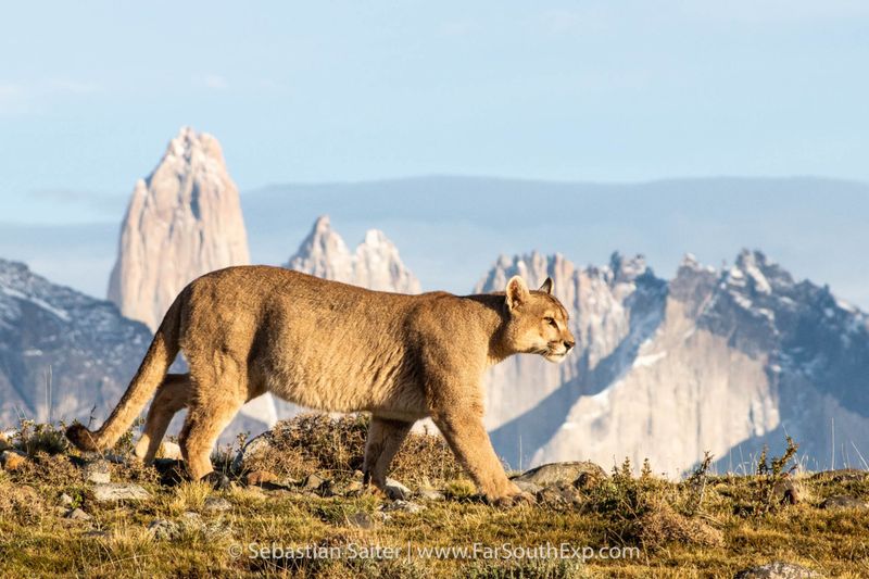 Watch for Pumas