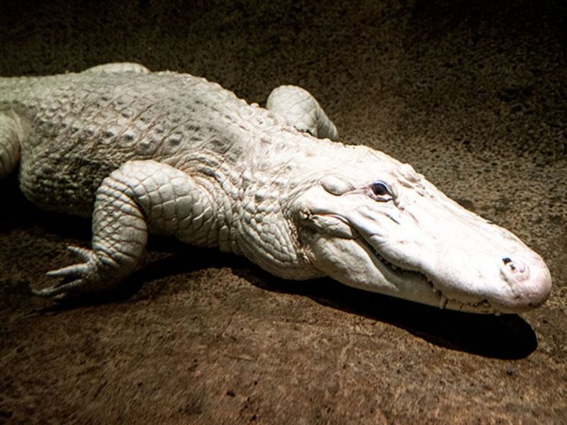 Audubon Zoo – New Orleans, Louisiana
