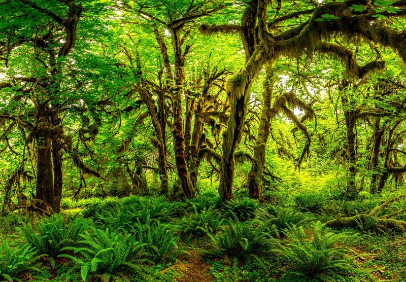 Olympic National Park (Washington)