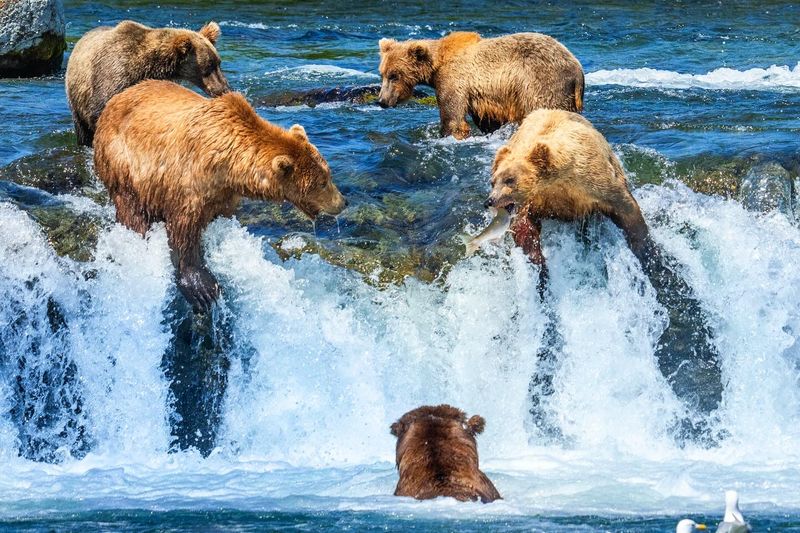 Wildlife Viewing Requires Patience