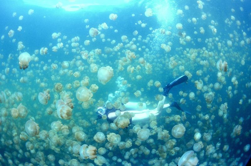 Swim with Jellyfish in Palau