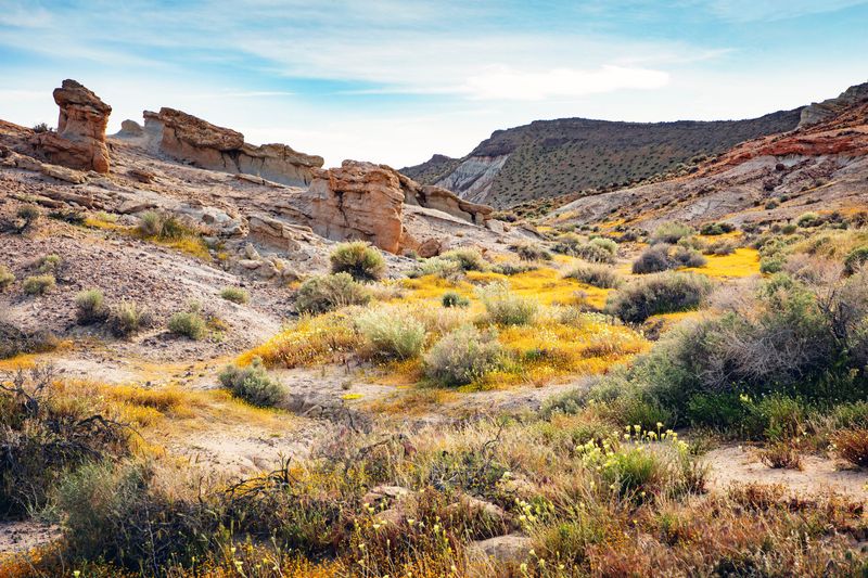 Desert Botany