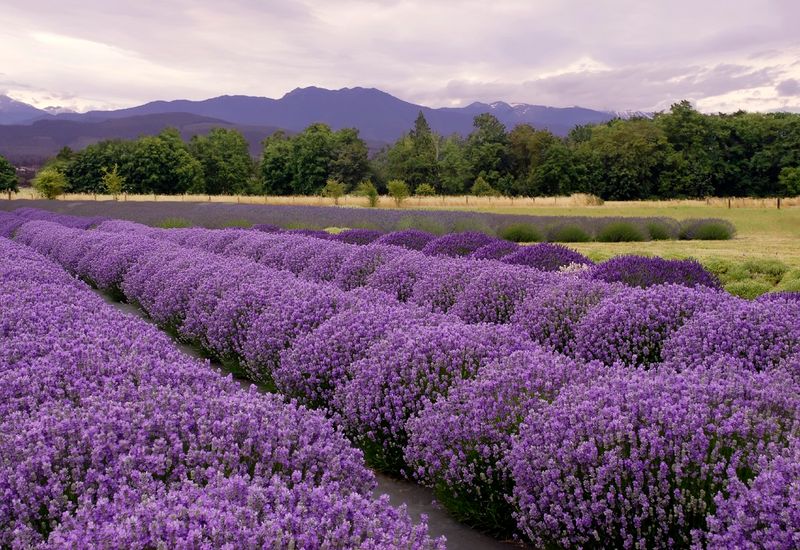 France's Provence Lavender Trail