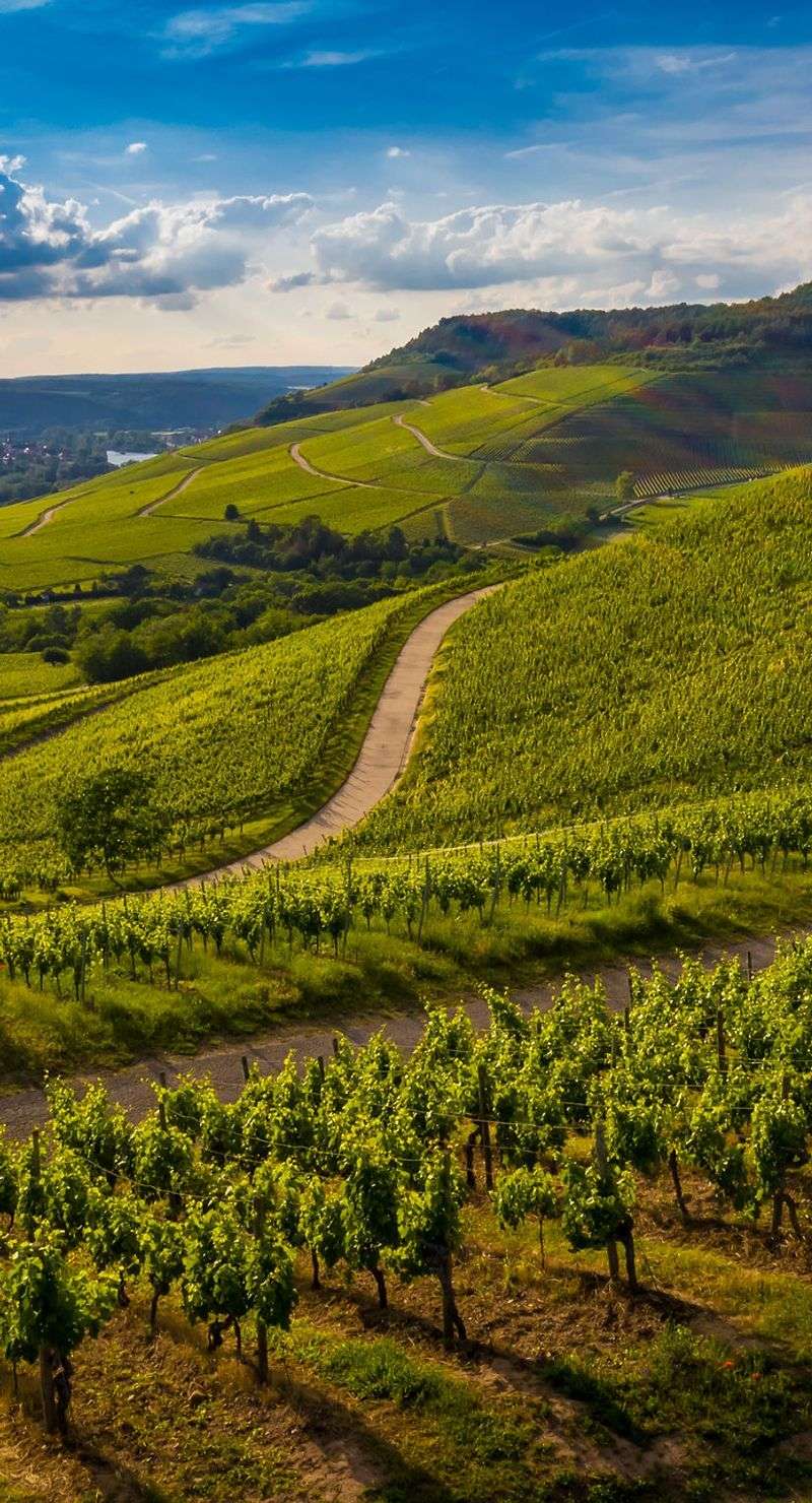 Chablis Vineyards View