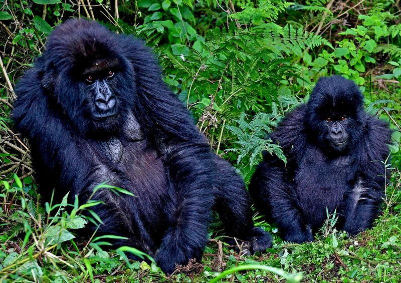 Gorilla Trekking in Rwanda