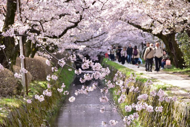 Kyoto's Cherry Blossom Season