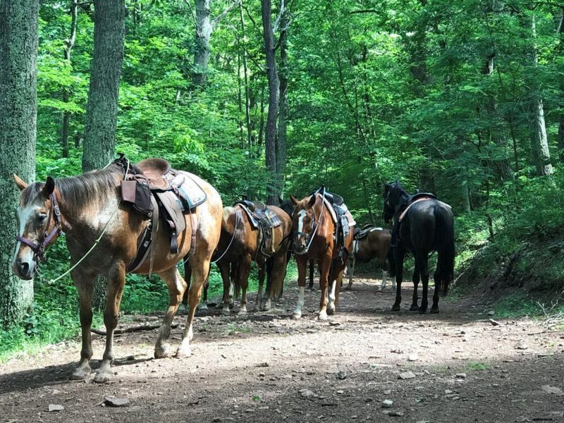 Go Horseback Riding in the Surrounding Hills