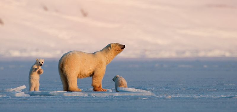 Svalbard Arctic Wonder (Unforgettable)