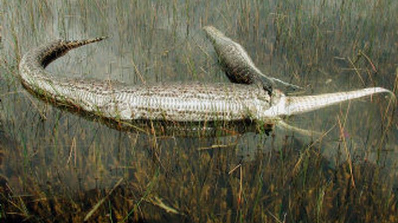 Everglades: Alligators, Pythons, and More