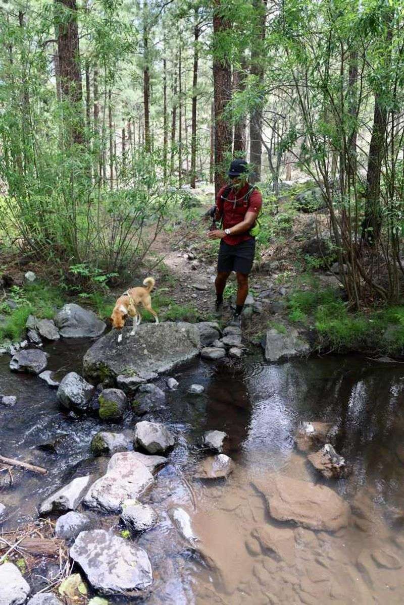 Flagstaff, AZ – Forest adventures