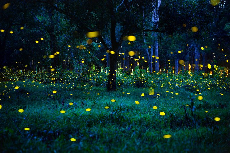 Visit During Firefly Season