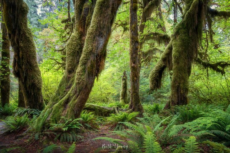 Olympic National Park's Diverse Ecosystems Amazed Us