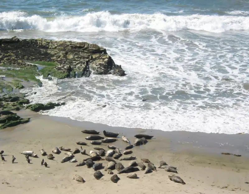 Carpinteria, California