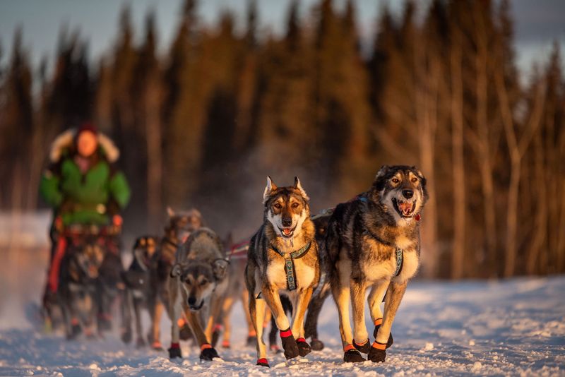 Dog Sledding in Alaska