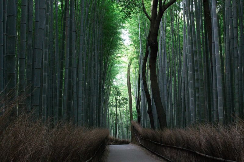 Kyoto Bamboo Grove (Lasting Mark)