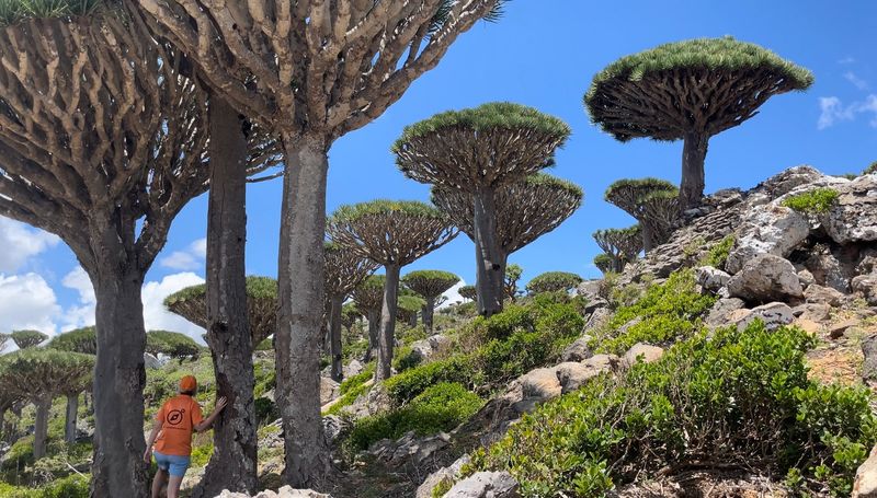 Socotra Island, Yemen: Earth's Most Alien Landscape