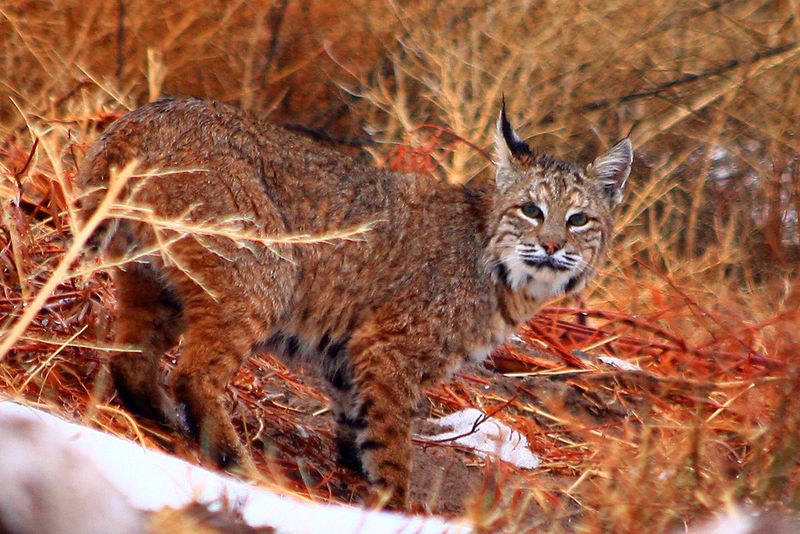 Delaware – Prime Hook National Wildlife Refuge
