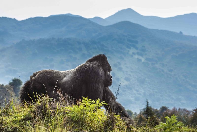 Rwanda's Volcanoes National Park