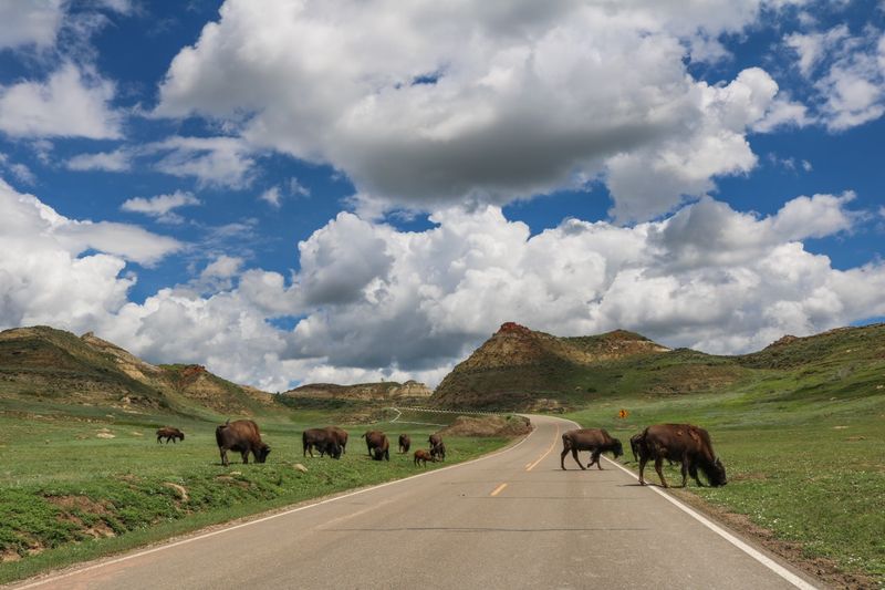 Bison Spotting in North Dakota